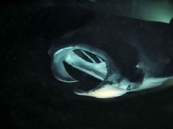 Good Night...Manta. by Glenn Poulain 